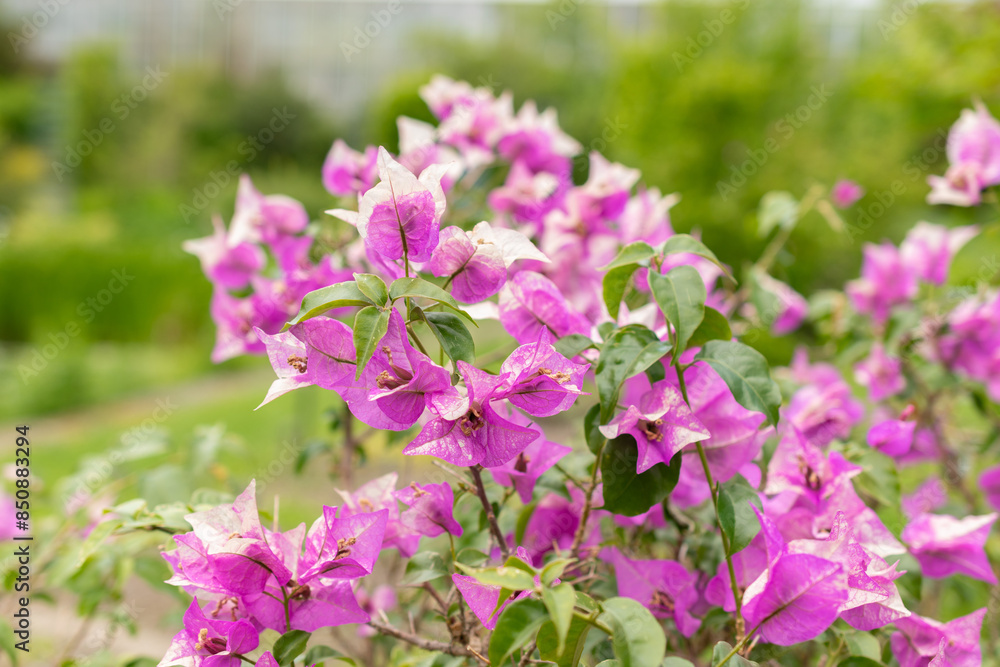 Bougainvillea X Buttiana plant in Saint Gallen in Switzerland Bougainvillea X Buttiana plant in Saint Gallen in Switzerland