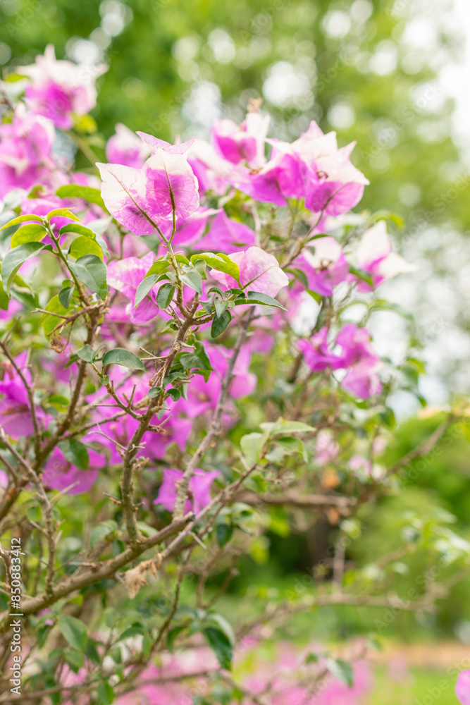 Bougainvillea X Buttiana plant in Saint Gallen in Switzerland Bougainvillea X Buttiana plant in Saint Gallen in Switzerland
