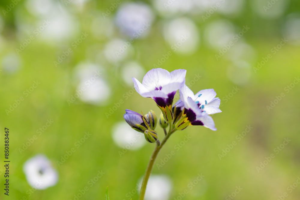 Gilia Tricolor plant in Saint Gallen in Switzerland Gilia Tricolor plant in Saint Gallen in Switzerland