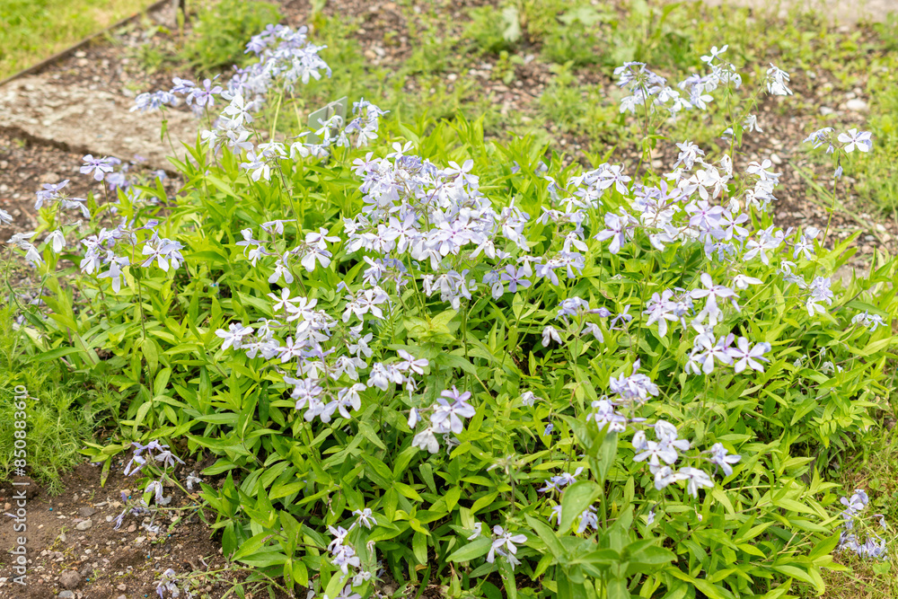 Creeping Phlox or Phlox Stolonifera plant in Saint Gallen in Switzerland Creeping Phlox or Phlox Stolonifera plant in Saint Gallen in Switzerland