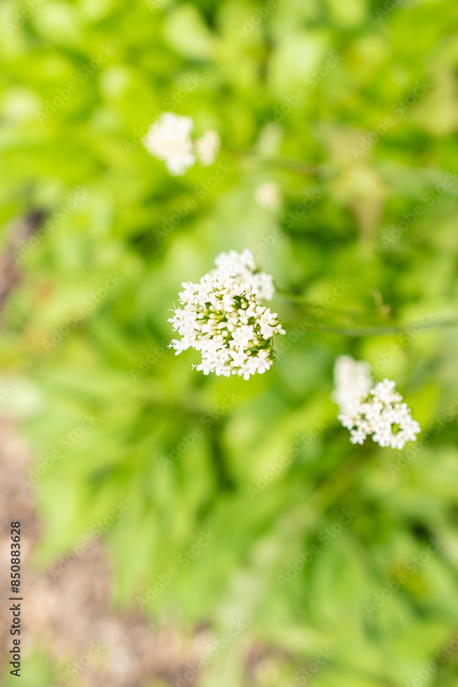 Golden spikenard or Valeriana Phu plant in Saint Gallen in Switzerland Golden spikenard or Valeriana Phu plant in Saint Gallen in Switzerland