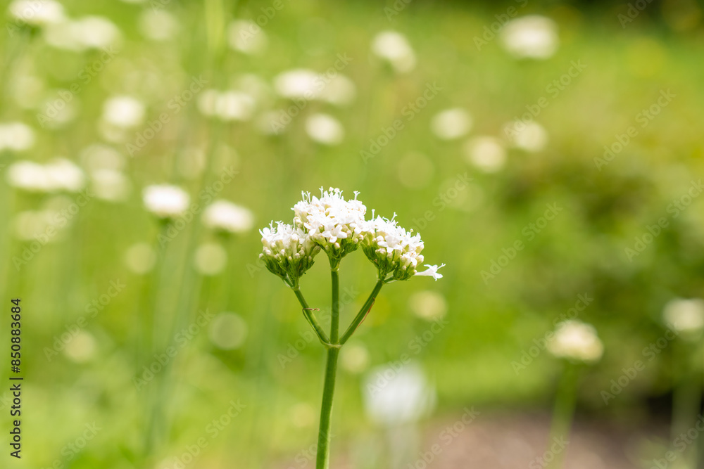 Golden spikenard or Valeriana Phu plant in Saint Gallen in Switzerland Golden spikenard or Valeriana Phu plant in Saint Gallen in Switzerland