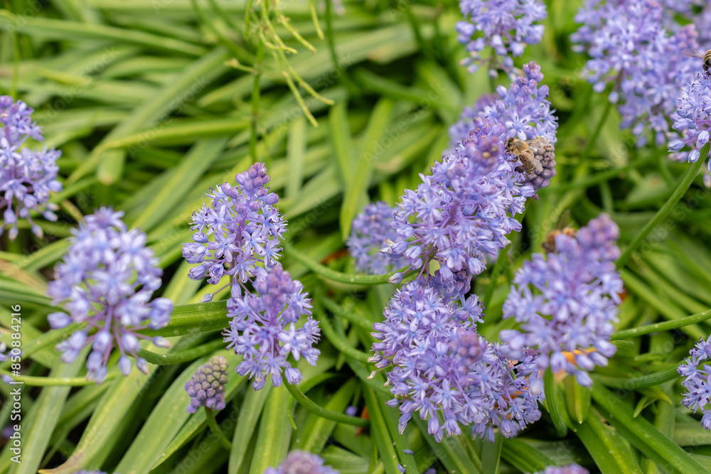 Dalmatian scilla or Scilla Litardierei plant in Saint Gallen in Switzerland Dalmatian scilla or Scilla Litardierei plant in Saint Gallen in Switzerland