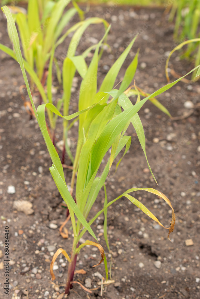 Corn or Zea Mays plant in Saint Gallen in Switzerland Corn or Zea Mays plant in Saint Gallen in Switzerland