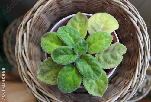Tableau sur toile Green Sprout Of Young Volet Plant Inside Rattan Woven Pot Top View