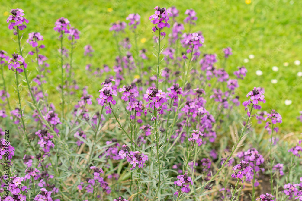 Erysimum Bicolor plant in Saint Gallen in Switzerland Erysimum Bicolor plant in Saint Gallen in Switzerland