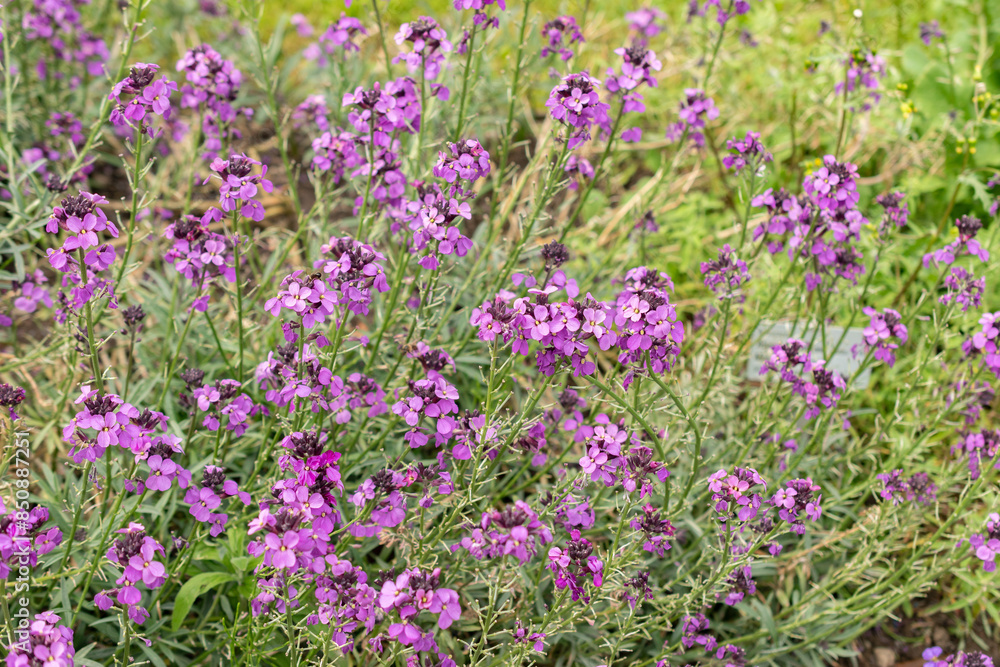 Erysimum Bicolor plant in Saint Gallen in Switzerland Erysimum Bicolor plant in Saint Gallen in Switzerland