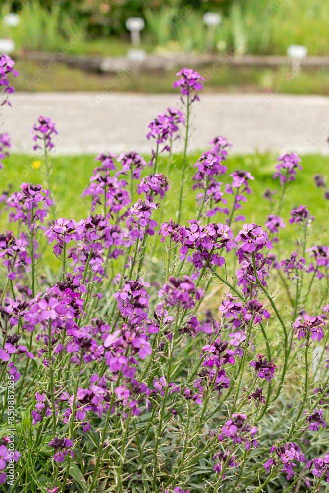 Obraz premium Erysimum Bicolor plant in Saint Gallen in Switzerland