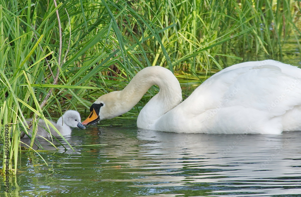 Obraz premium A swan family with chicks.