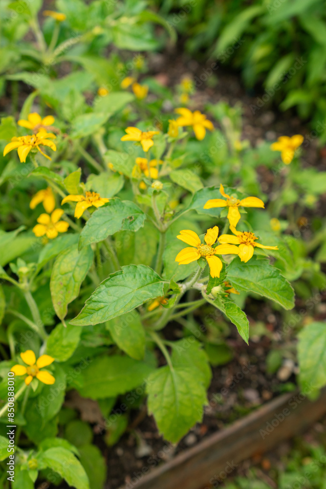 Golden knee or Chrysogonum Virginianum plant in Saint Gallen in Switzerland Golden knee or Chrysogonum Virginianum plant in Saint Gallen in Switzerland