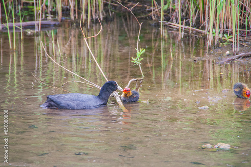 Ein Blässhuhn mit Nachwuchs in einem Teich im Wald. photo