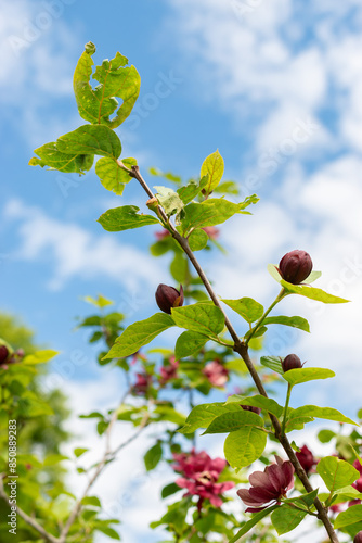 Chinese sweetshrub or Sinocalycanthus Chinensis plant in Saint Gallen in Switzerland photo