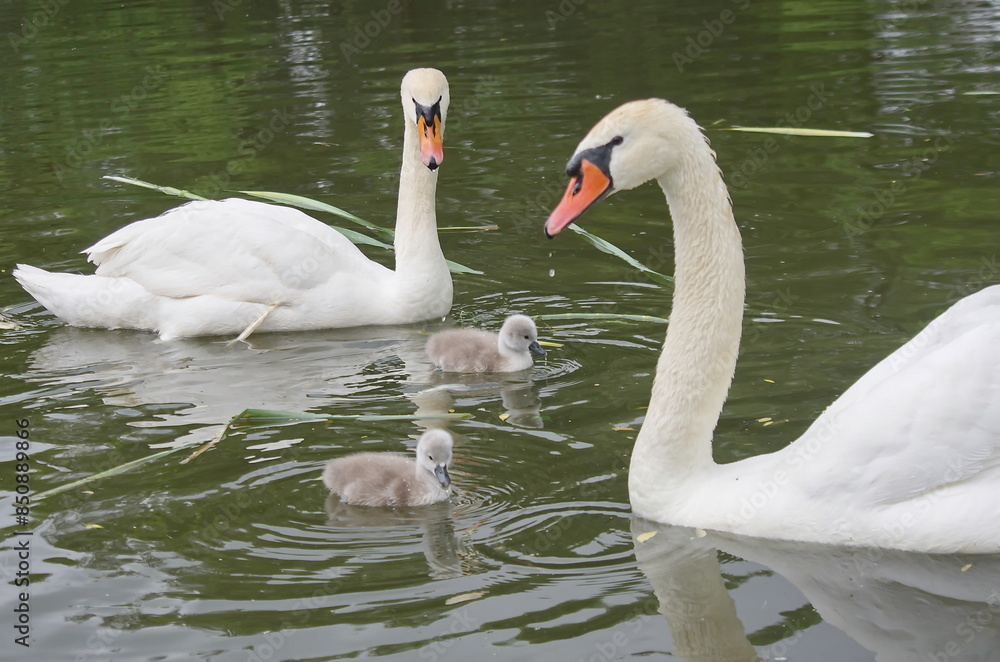 Fototapeta premium A swan family with chicks. 
