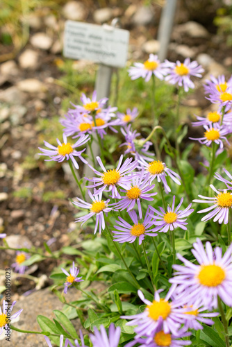 Aster Himalaicus plant in Saint Gallen in Switzerland photo