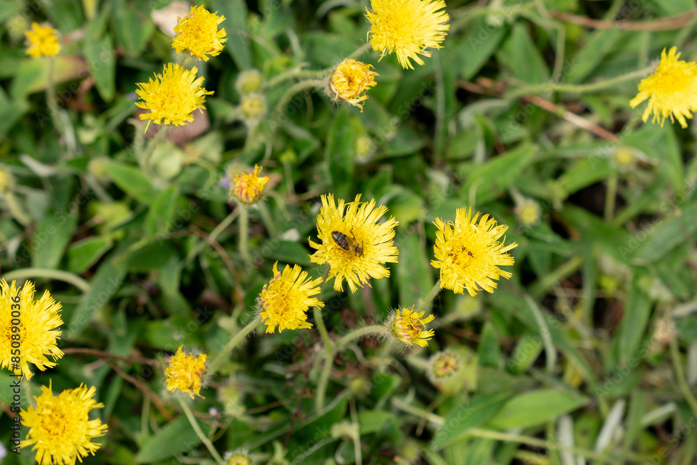 Hieracium Peleterianum plant in Saint Gallen in Switzerland Hieracium Peleterianum plant in Saint Gallen in Switzerland