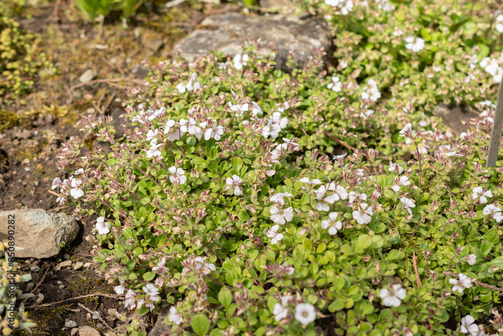 Obraz premium Chickweed babys breath or Gypsophila Cerastioides plant in Saint Gallen in Switzerland