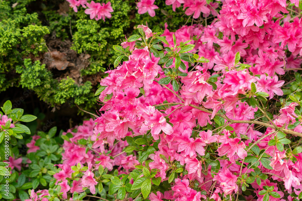 Hardy gloxinia or Incarvillea Delavayi plant in Saint Gallen in Switzerland Hardy gloxinia or Incarvillea Delavayi plant in Saint Gallen in Switzerland