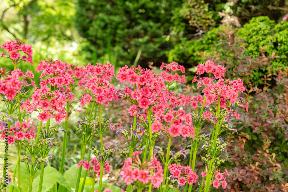 Mealy primrose or Primula Pulverulenta plant in Saint Gallen in Switzerland Mealy primrose or Primula Pulverulenta plant in Saint Gallen in Switzerland
