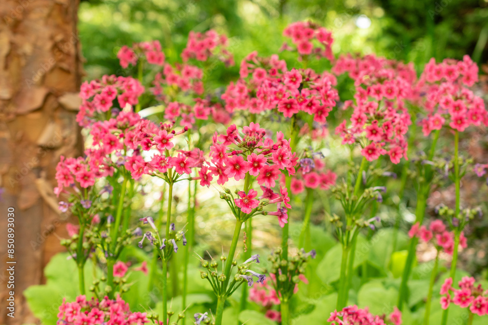 Mealy primrose or Primula Pulverulenta plant in Saint Gallen in Switzerland Mealy primrose or Primula Pulverulenta plant in Saint Gallen in Switzerland