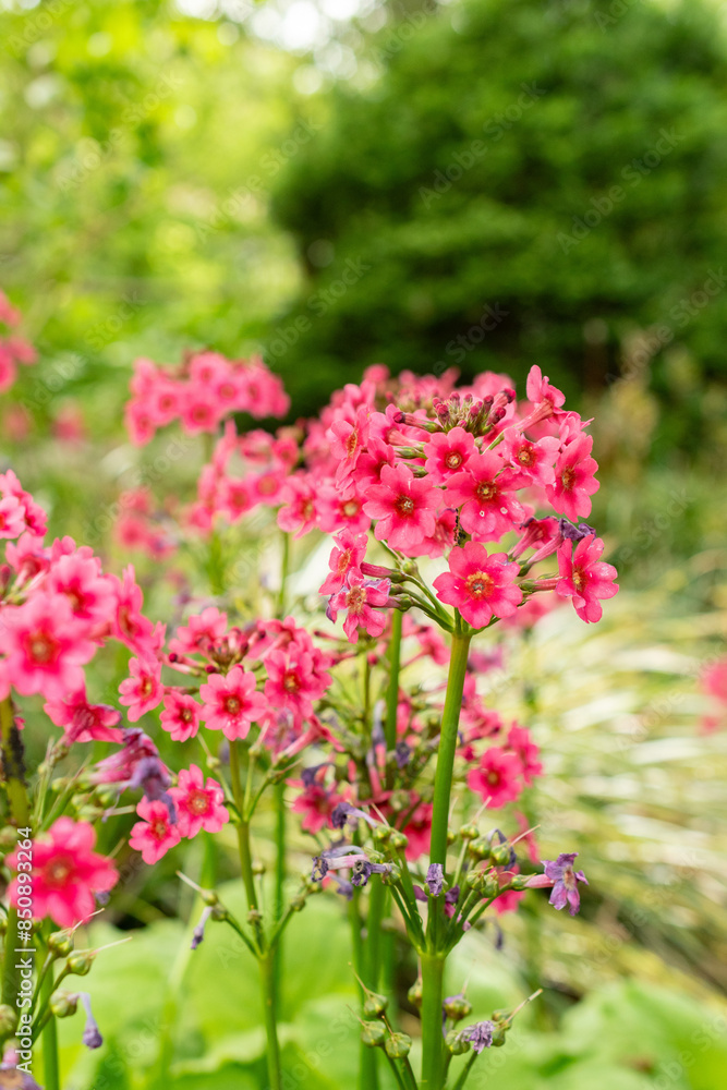 Mealy primrose or Primula Pulverulenta plant in Saint Gallen in Switzerland Mealy primrose or Primula Pulverulenta plant in Saint Gallen in Switzerland