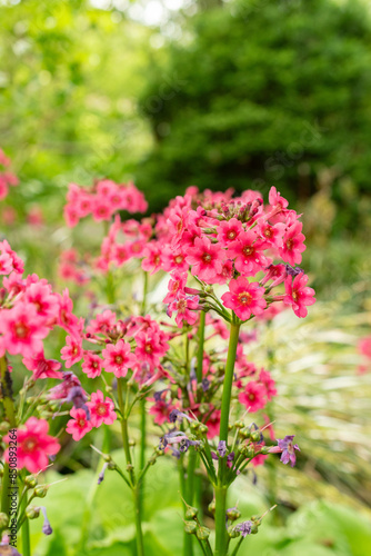 Wallpaper Mural Mealy primrose or Primula Pulverulenta plant in Saint Gallen in Switzerland Torontodigital.ca