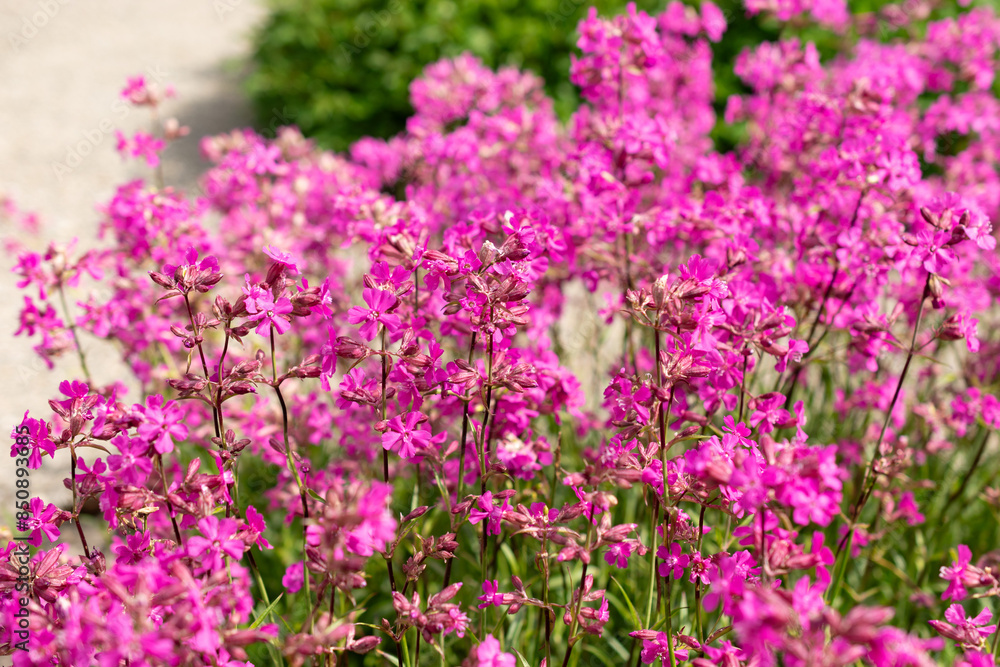 Sticky catchfly or Silene Viscaria plant in Saint Gallen in Switzerland Sticky catchfly or Silene Viscaria plant in Saint Gallen in Switzerland