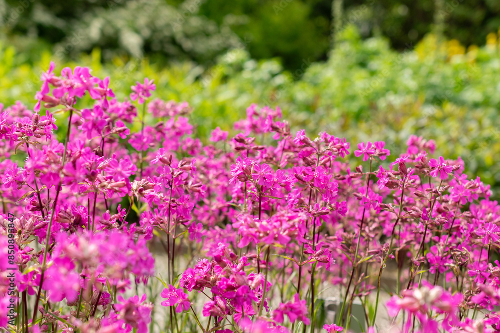 Sticky catchfly or Silene Viscaria plant in Saint Gallen in Switzerland Sticky catchfly or Silene Viscaria plant in Saint Gallen in Switzerland