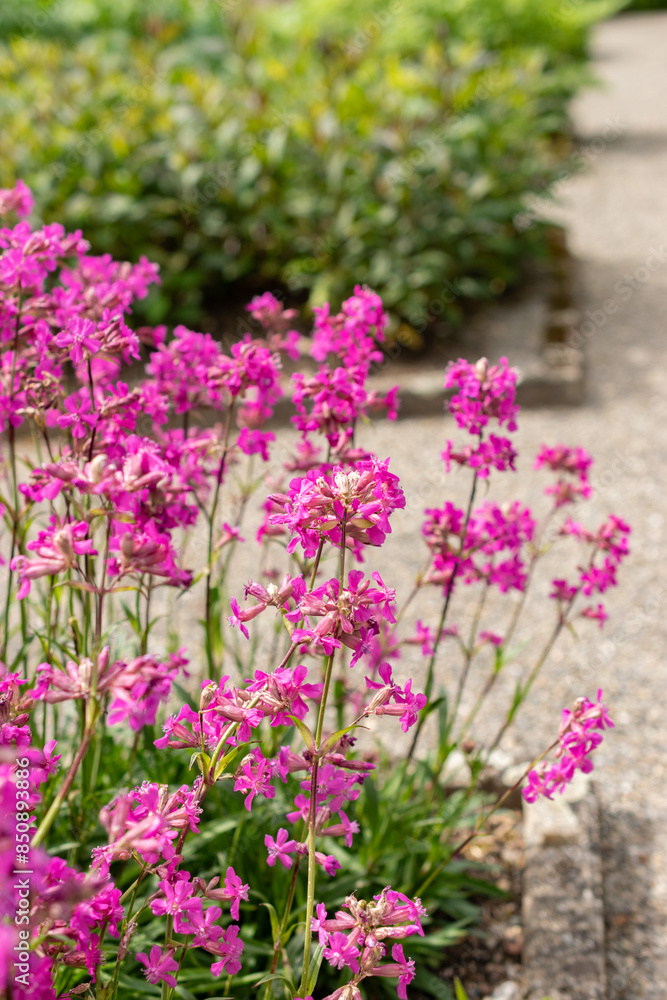 Obraz premium Sticky catchfly or Silene Viscaria plant in Saint Gallen in Switzerland