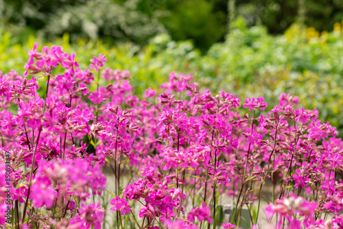 Sticky catchfly or Silene Viscaria plant in Saint Gallen in Switzerland photo