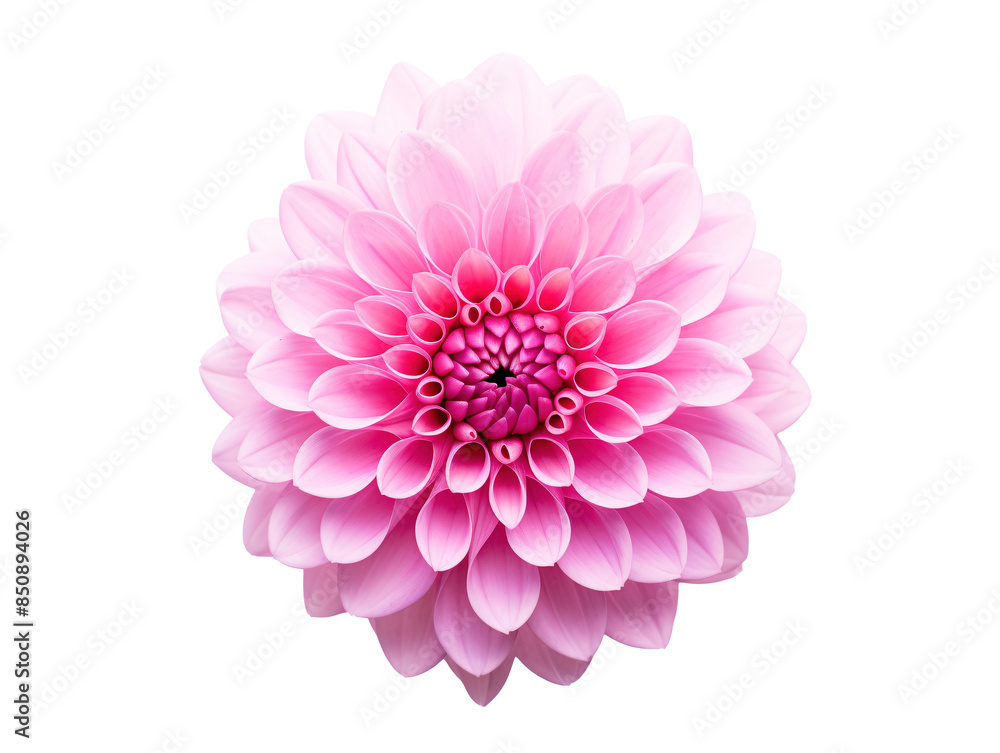 a close up of a pink flower a close up of a pink flower