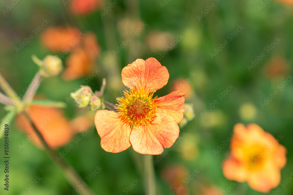 Geum Hybride plant in Saint Gallen in Switzerland Geum Hybride plant in Saint Gallen in Switzerland