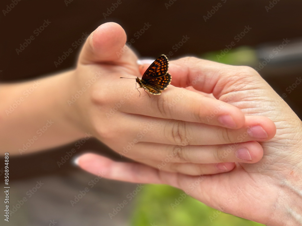 Beautiful butterfly on hands with blurred background in natural color tones. Beautiful butterfly on hands with blurred background in natural color tones.