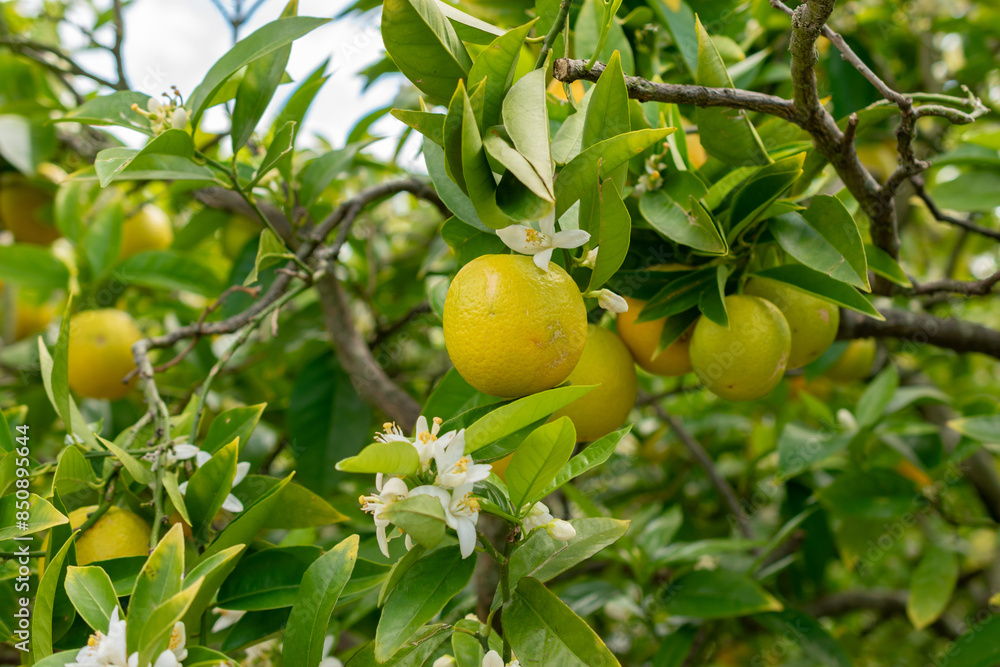 Oranges or Citrus Sinensis plant in Saint Gallen in Switzerland Oranges or Citrus Sinensis plant in Saint Gallen in Switzerland