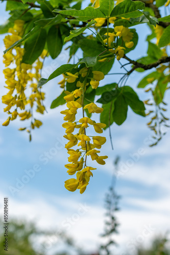 Scotch Laburnum or Laburnum Alpinum plant in Saint Gallen in Switzerland