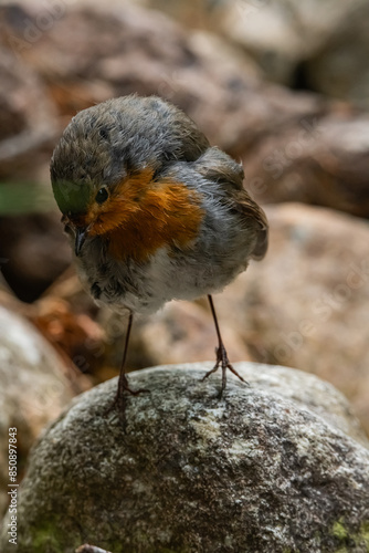 rouge gorge photo