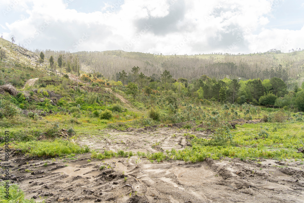 Beginning of tree felling in a beautiful mountain landscape in a village in Europe. High quality photo Beginning of tree felling in a beautiful mountain landscape in a village in Europe. High quality photo
