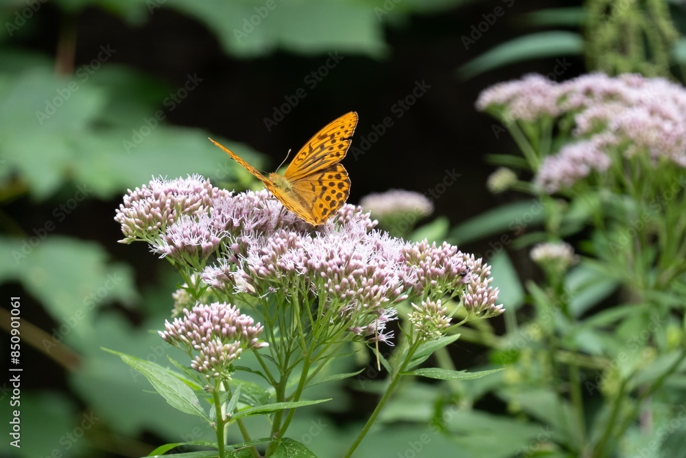 Silver washed fritillary (Argynnis paphia) orange butterfly at hemp agrimony (eupatorium cannabinum)