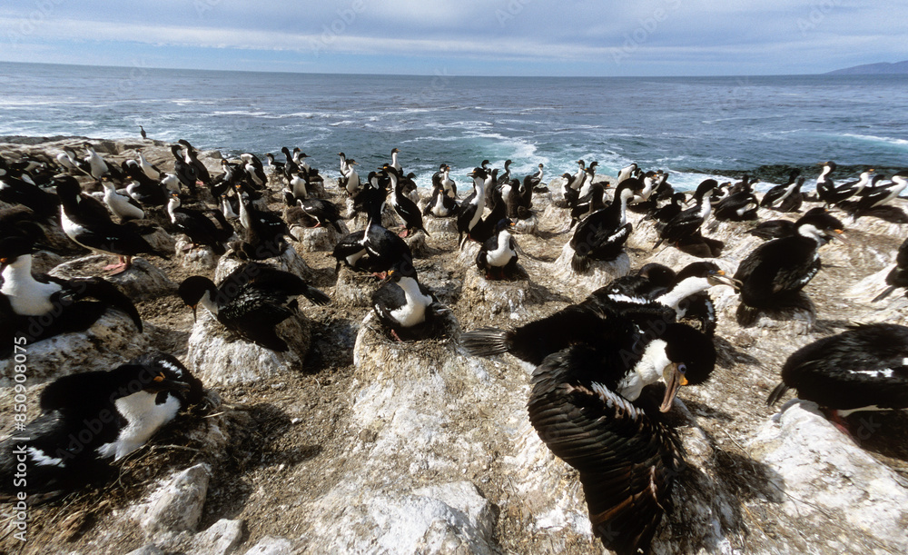 Fototapeta premium Cormoran impérial,.Leucocarbo atriceps , Imperial Shag, Iles Falkland, Malouines