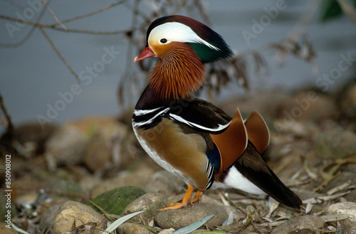 Canard mandarin,.Aix galericulata, Mandarin Duck