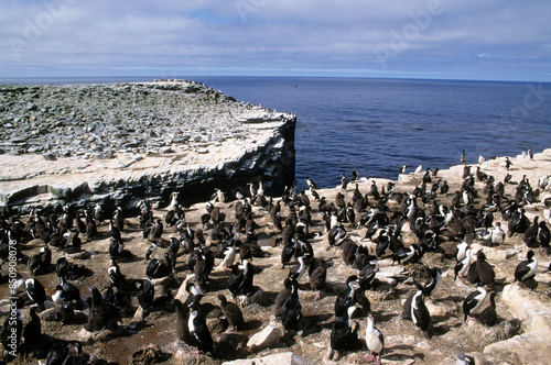 Cormoran impérial,.Leucocarbo atriceps , Imperial Shag,  Iles Falkland, Malouines photo