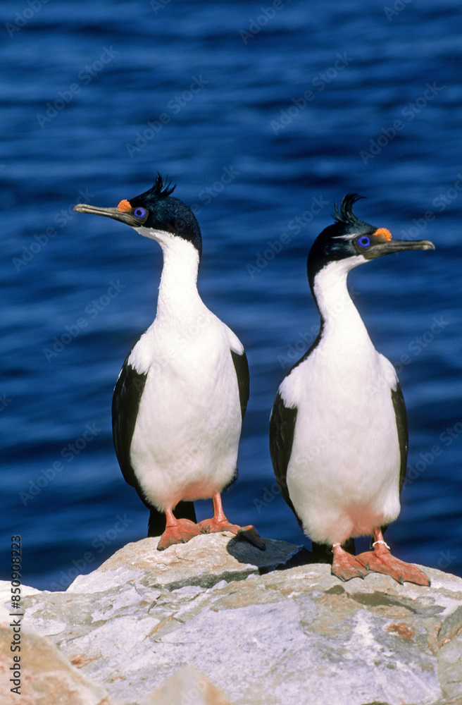 Naklejka premium Cormoran impérial,.Leucocarbo atriceps , Imperial Shag, Iles Falkland, Malouines