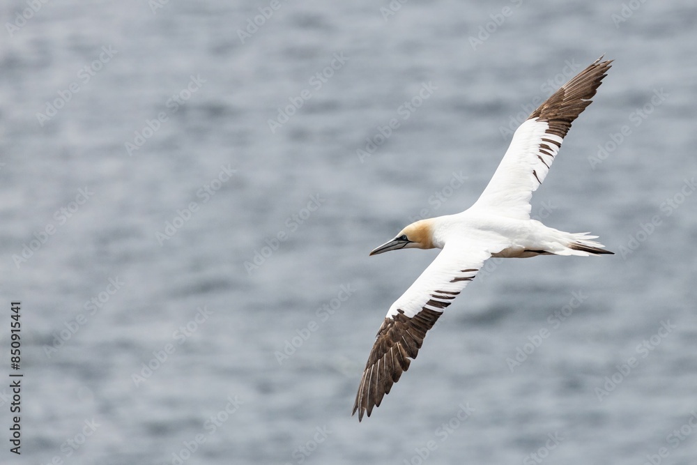 gannet in flight over the sea gannet in flight over the sea