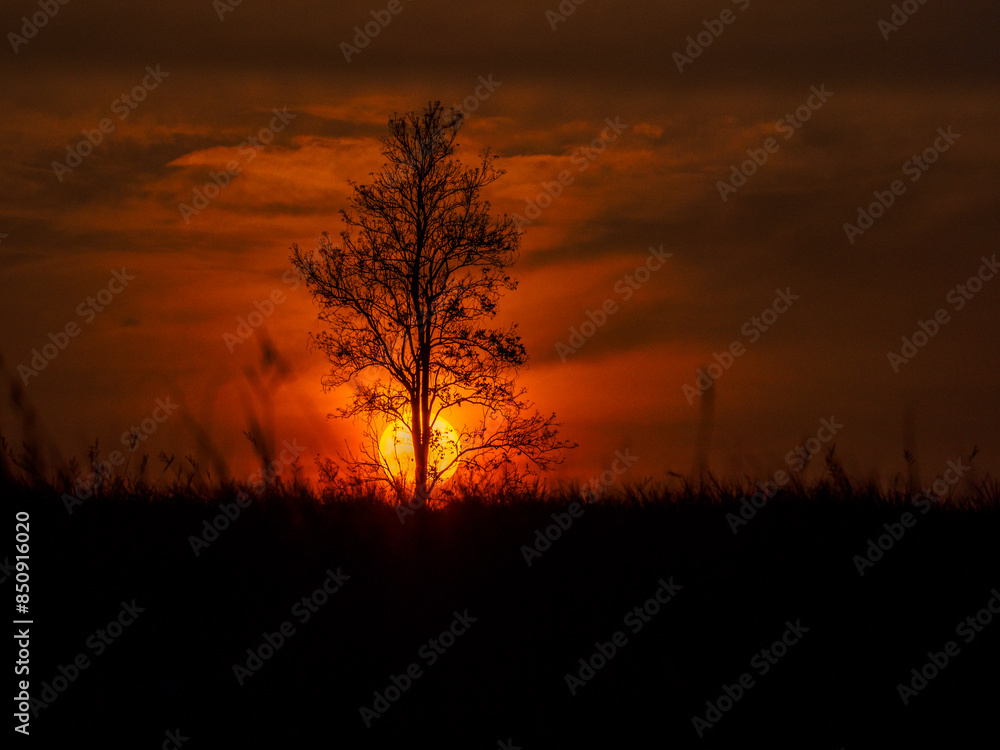 Fototapeta premium Sunsets over a row of trees and meadows.