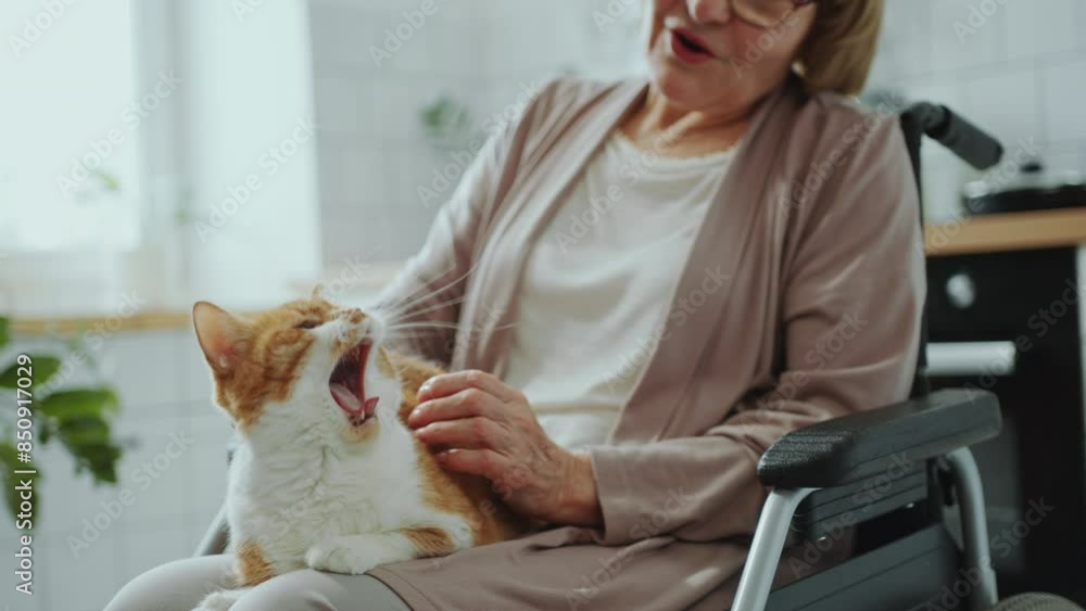 Careful senior woman sitting in wheelchair at home and petting cute cat resting on her lap and yawning. Tilt-down shot