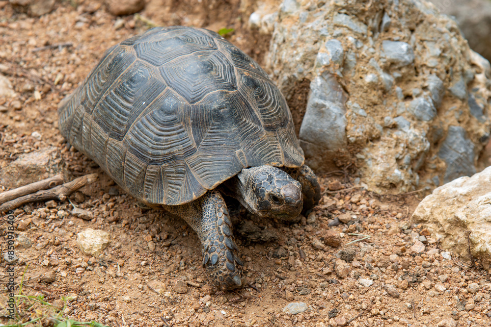 Mediterranean spur-thighed tortoise or Moorish tortoise (Maurische Landschildkröte) Testudo graeca ibera