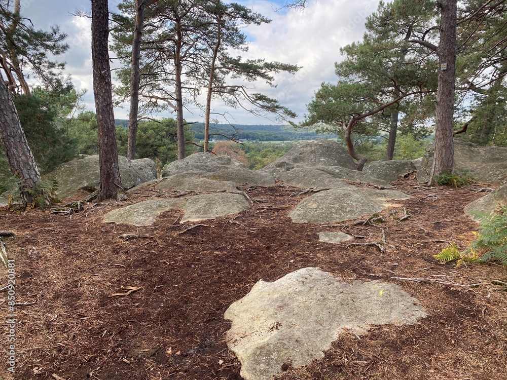 Francia - foresta di  Fontainebleau 