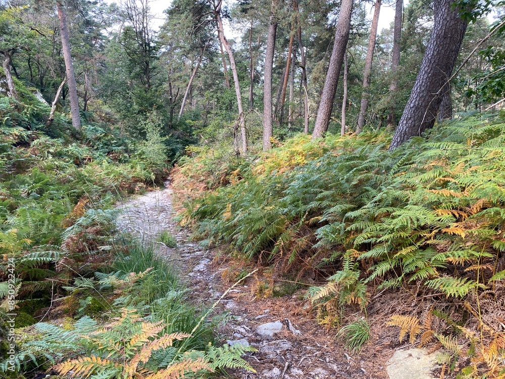 Francia - foresta di Fontainebleau