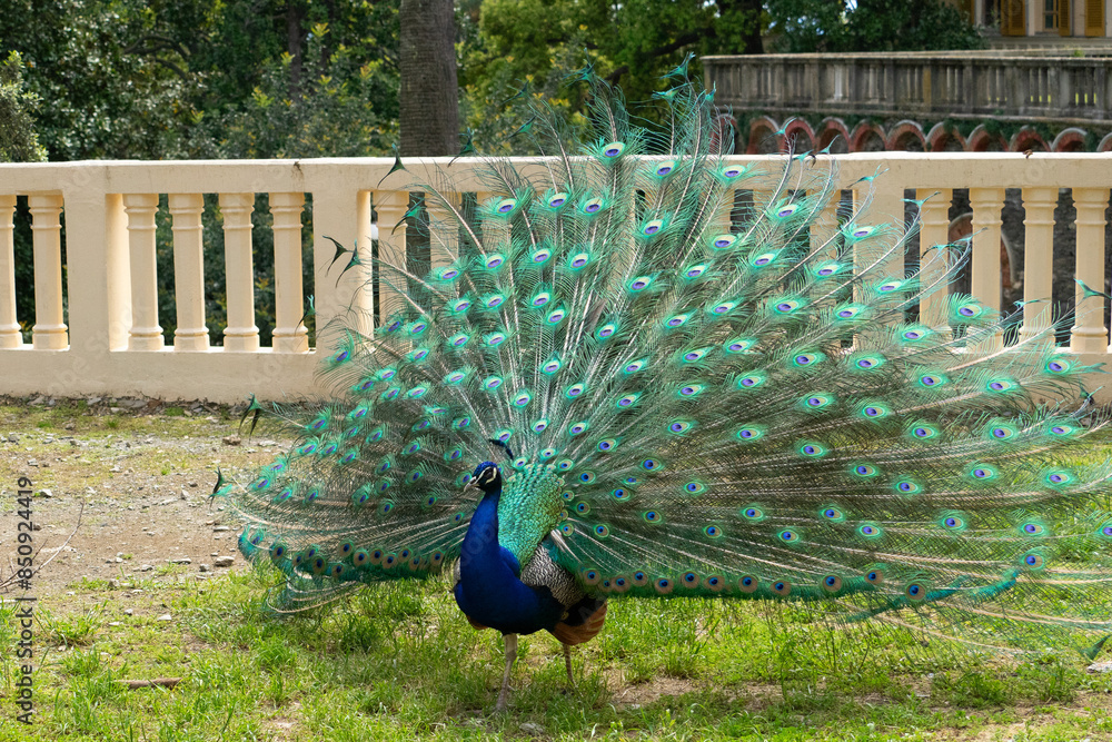 Obraz premium pavone