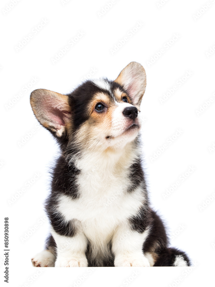 Fotografie corgi puppy looking up on white background