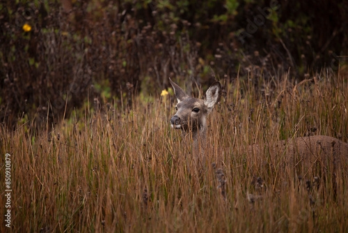 Deer hiding in the grass, Pescadero Marsh, California photo